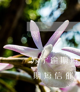 苏宁逾期短信催款写的我家人名字-苏宁逾期短信催款写的我家人名字有影响吗