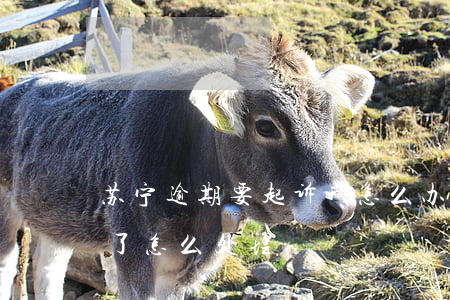 苏宁逾期要起诉我怎么办-苏宁逾期一年多了怎么处理
