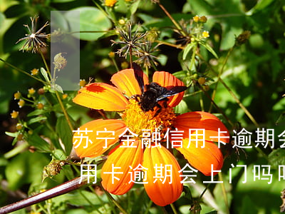 苏宁金融信用卡逾期会上门吗-苏宁金融信用卡逾期会上门吗吗