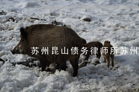 苏州昆山债务律师所(苏州债务律师排行)