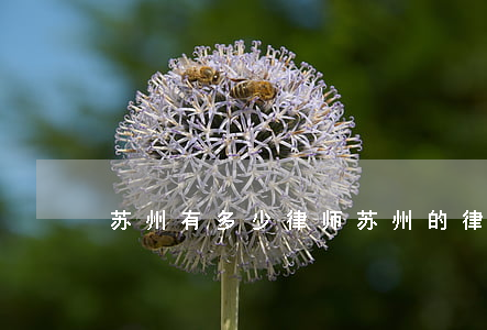 苏州有多少律师(苏州的律师)
