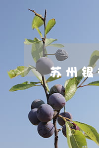 苏州银行信用卡逾期多少钱