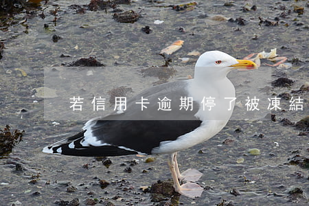 若信用卡逾期停了被凍結(jié)