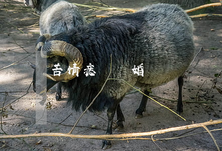 苦情痣會離婚