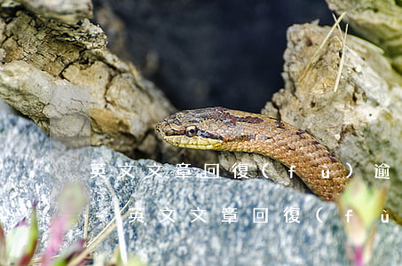 英文文章回復(fù)逾期一兩天沒事兒吧-英文文章回復(fù)逾期一兩天沒事兒吧怎么寫