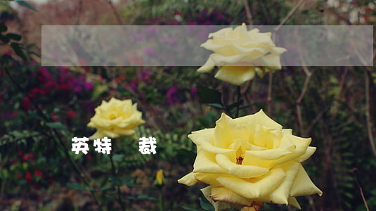 英特爾裁員