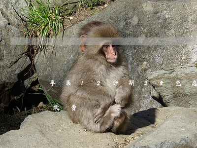 苹果12分期24免息(苹果分期24免息手续费)