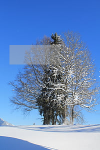 苹果12期免息分期付款可以提前还款吗-苹果12期免息分期付款可以提前还款吗安全吗