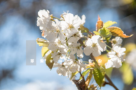 苹果24个月免息分期