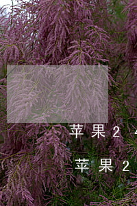 苹果24期免息分期是一次性扣掉额度吗-苹果24期免息是一次性扣款吗