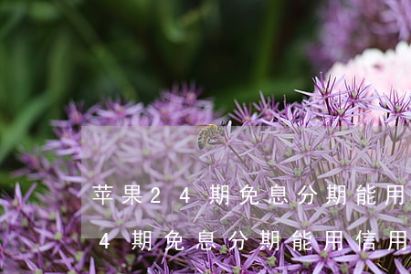 苹果24期免息分期能用信用卡吗-苹果24期免息分期能用信用卡吗