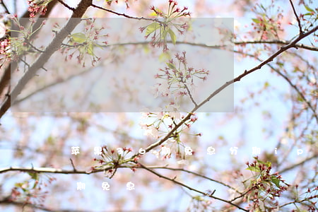 苹果36期免息分期(iphone12 36期免息)
