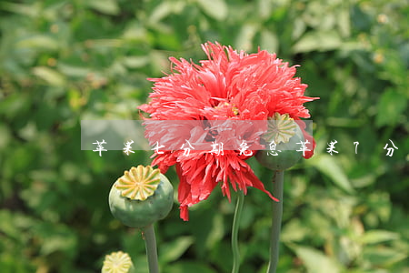 苹果七分期免息(苹果7分期付款)