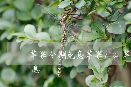 苹果分期免息苹果12(苹果12分24期免息)