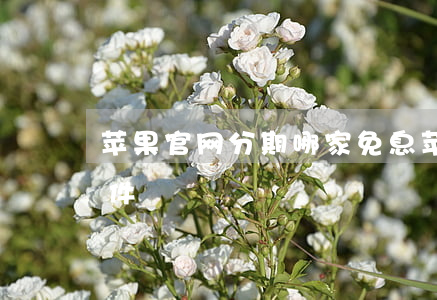 苹果官网分期哪家免息 苹果官网分期免息条件