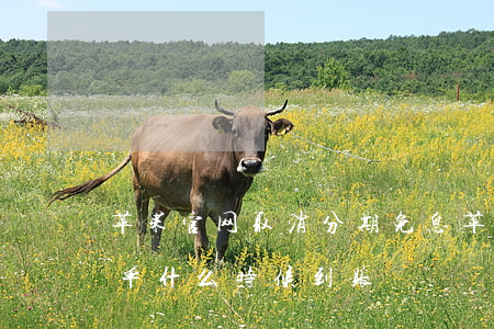 苹果官网取消分期免息 苹果官网分期取消订单什么时候到账