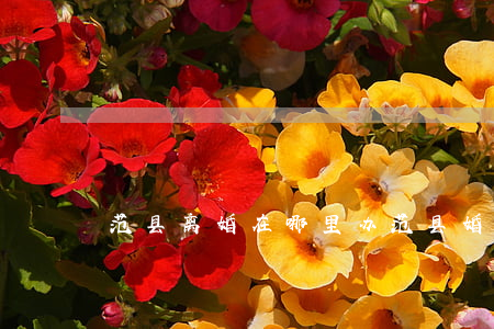 范县离婚在哪里办(范县婚姻登记处咨询电话)