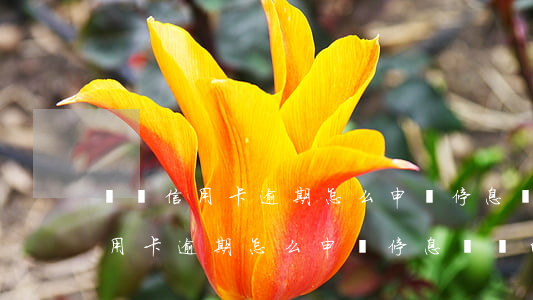 荊門信用卡逾期怎么申請停息掛賬-荊門信用卡逾期怎么申請停息掛賬的