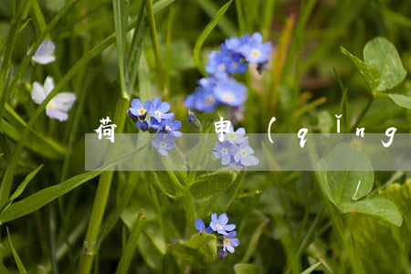 荷蘭簽證申請(qǐng)表