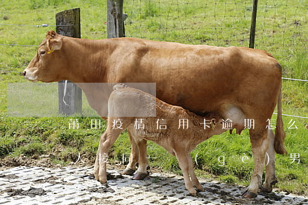 莆田疫情信用卡逾期怎么辦(兩個(gè)女人接同一個(gè)男人出獄是哪部劇)