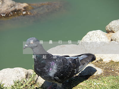 莆田農行信用卡逾期起訴（莆田農行信用卡逾期起訴）