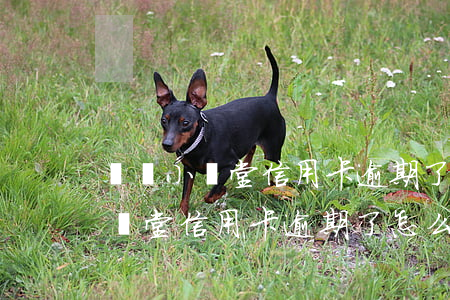 莊園小課堂信用卡逾期了怎么處理-莊園小課堂信用卡逾期了怎么處理呢