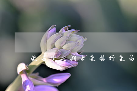 莞易贷逾期(东莞银行莞易贷拒绝了)