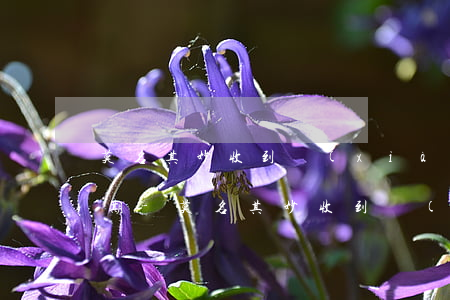 莫名其妙收到現(xiàn)金分期說我逾期-莫名其妙收到現(xiàn)金分期說我逾期了