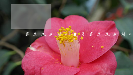 莫愁花逾期3個月(莫愁花逾期3個月)
