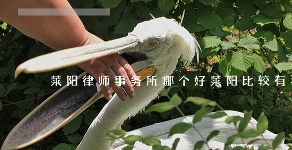 莱阳律师事务所哪个好(莱阳比较有名的律师)