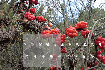 菏泽代理交通事故逃逸司机律师费多少(菏泽交通事故律师收费标准)
