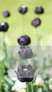 華夏信用卡的逾期怎么辦
