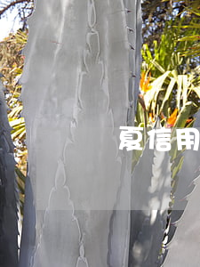 華夏信用卡逾期13天會(huì)怎樣