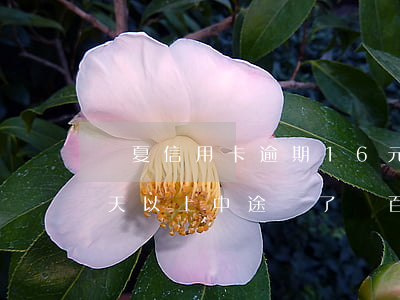 華夏信用卡逾期16元(華夏信用卡逾期90天以上中途還了幾百塊)