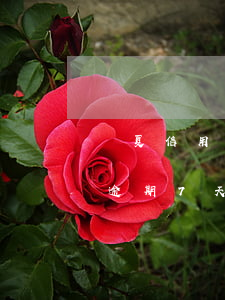 華夏信用卡逾期7天會上征信嗎(華夏信用卡逾期7天會上征信嗎)