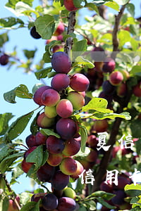華夏信用卡逾期一天會怎么樣(華夏晚一天還信用卡)