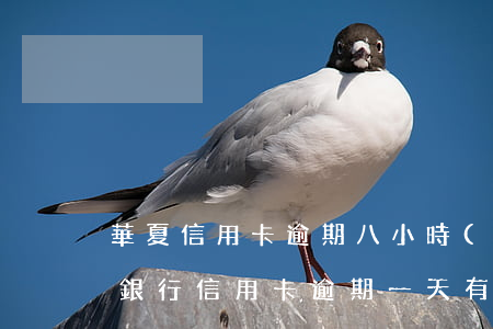 華夏信用卡逾期八小時(shí)還款(華夏銀行信用卡逾期一天有沒(méi)有影響?)