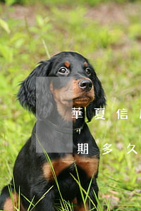 華夏信用卡逾期利息多少(華夏銀行信用卡逾期多久才會被起訴)