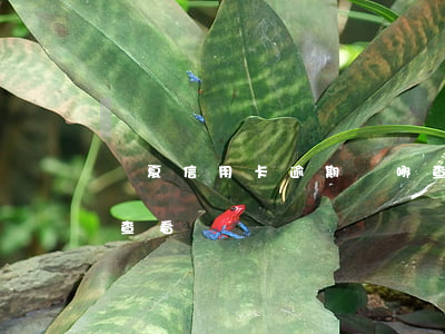 華夏信用卡逾期從哪查(華夏信用卡逾期從哪查看)