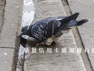 華夏信用卡逾期會有提醒嗎
