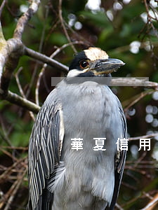 華夏信用卡逾期罰款怎么查詢