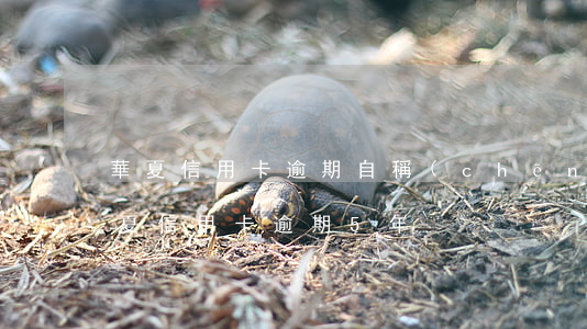 華夏信用卡逾期自稱(chēng)律師(華夏信用卡逾期5年)