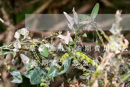 華夏信用卡逾期費用怎么算(信用卡5000逾期費用怎么算)
