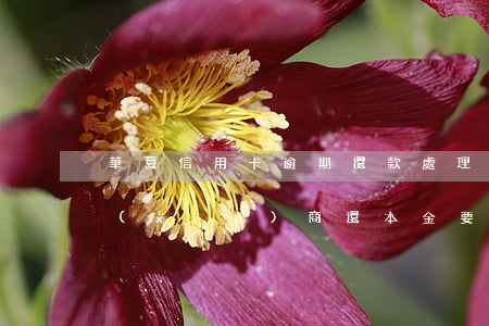 華夏信用卡逾期還款處理(華夏信用卡逾期協(xié)商還本金要簽訂協(xié)議嗎)