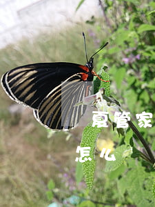 華夏管家房租逾期怎么辦（華夏管家房租逾期怎么辦）