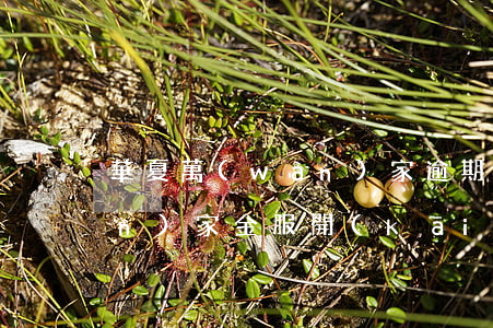 華夏萬(wàn)家逾期最久(華夏萬(wàn)家金服開(kāi)始賠付了嗎)