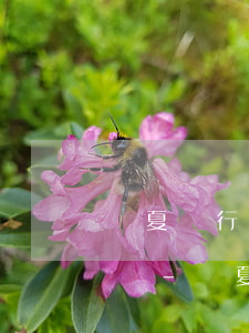 華夏銀行信用卡怎么協(xié)商停息掛賬-華夏銀行協(xié)商還款技巧