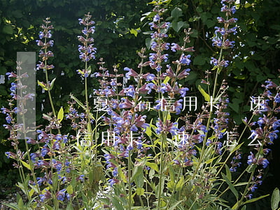 華夏銀行信用卡極速貸怎么還款-華夏銀行信用卡極速貸怎么還款的