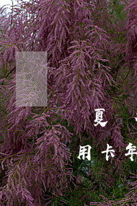 華夏銀行信用卡的逾期費(fèi)(華夏信用卡年費(fèi)逾期了,征信影響可以消嗎)