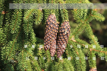 華夏銀行信用卡短貸寶如何還款-華夏銀行信用卡短貸寶如何還款的
